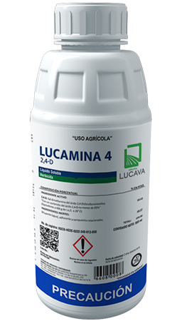 [6606 960ML] P004-LUCAMINA 4 960ML